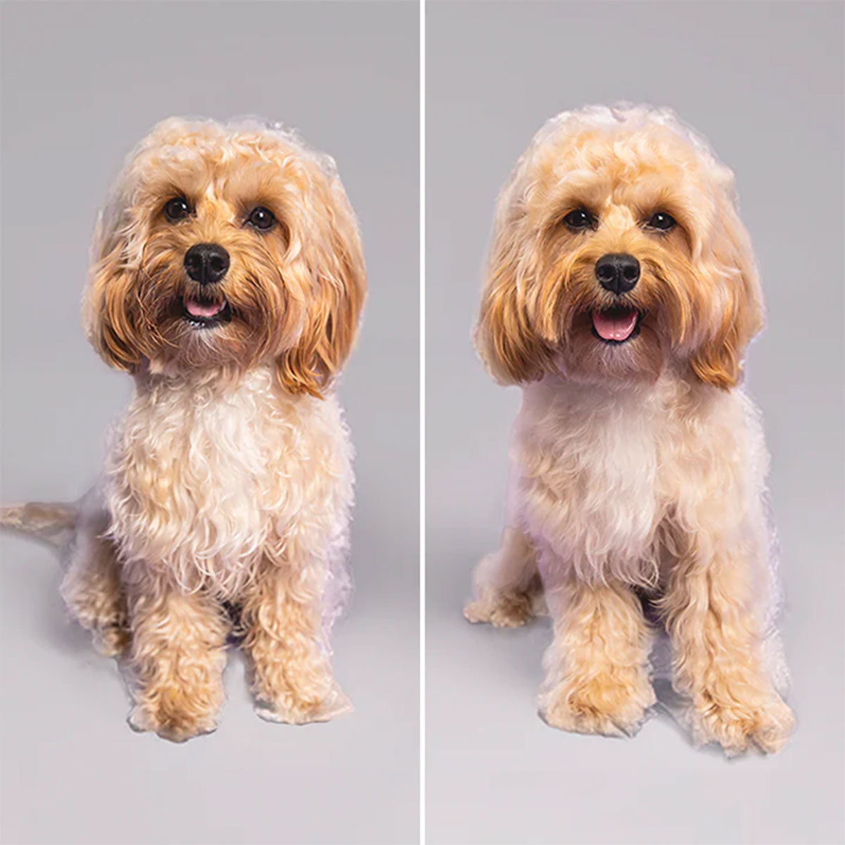 Cepillo Desenredante Pelaje Perros Pet Teezer (1 unidad)