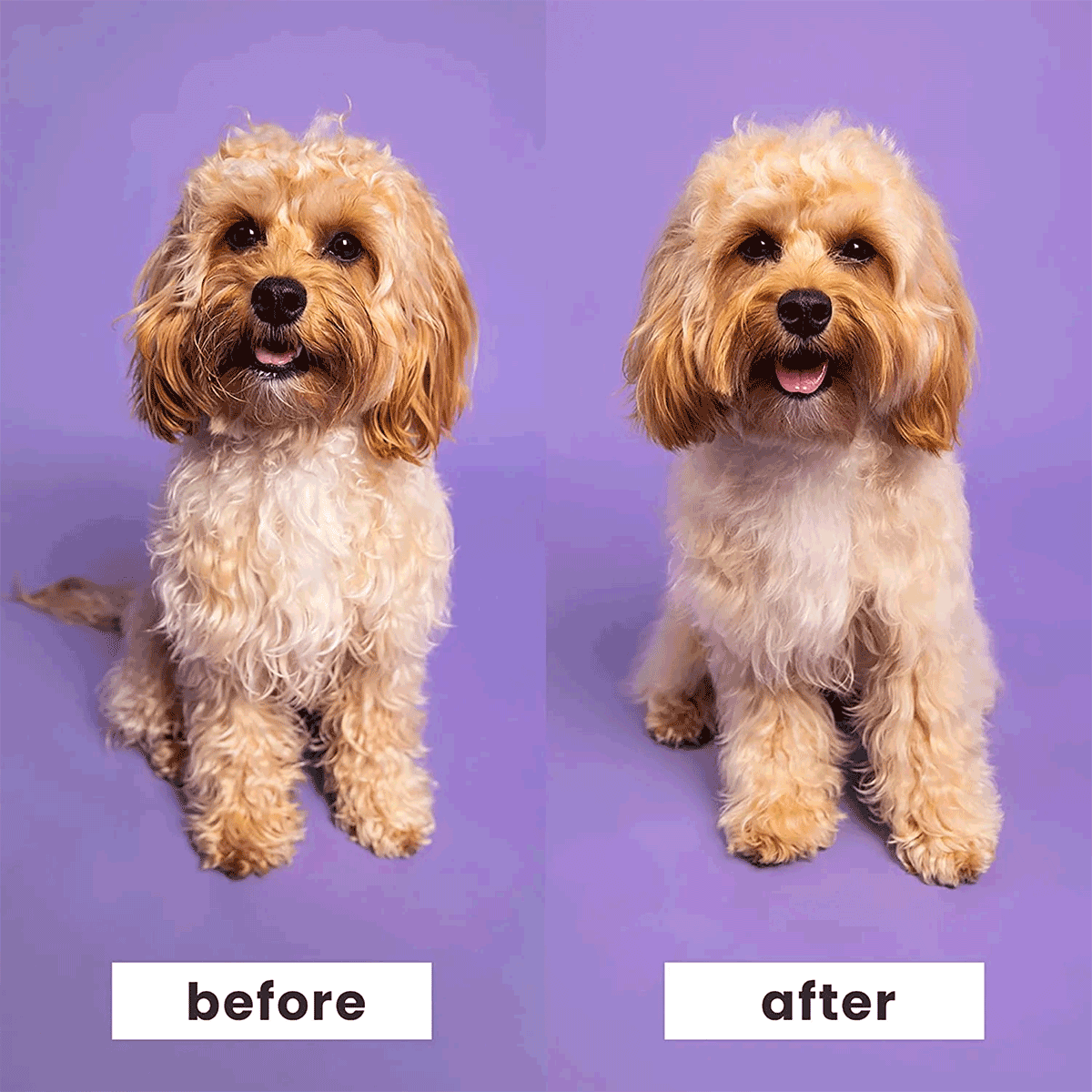 Cepillo Pelaje Perros Razas Pequeñas Azul Celeste Pet Teezer (1 unidad)